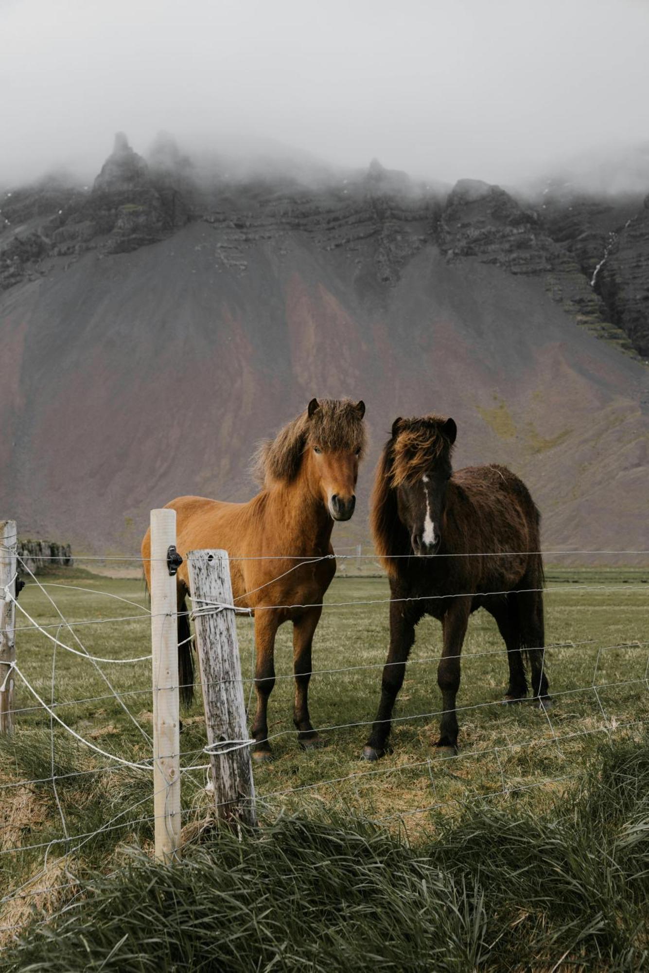 Lara Studio In Laugardalur Valley, Reykjavik Central Park And Botanical Garden, Private Entrance, Free Private Parking On Side ภายนอก รูปภาพ